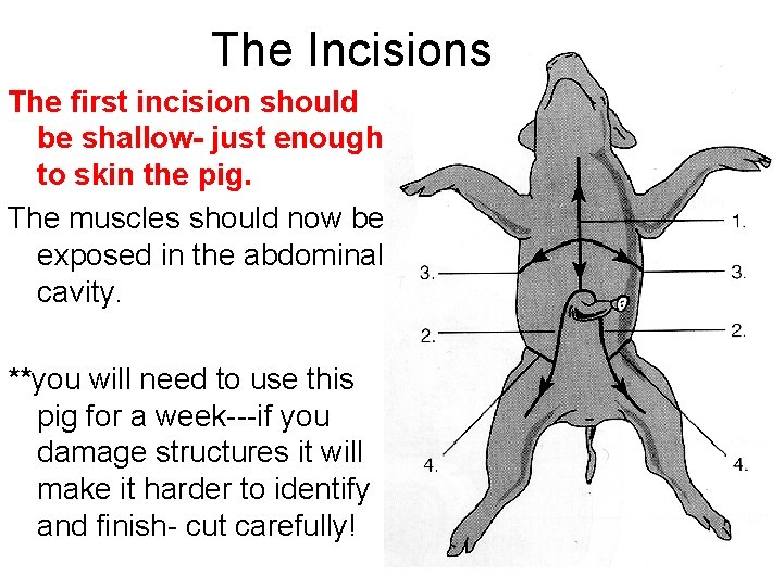 The Incisions The first incision should be shallow- just enough to skin the pig. The Incisions The first incision should be shallow- just enough to skin the pig.