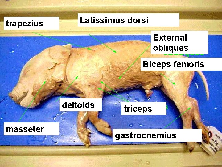 trapezius Latissimus dorsi External obliques Biceps femoris deltoids masseter triceps gastrocnemius 