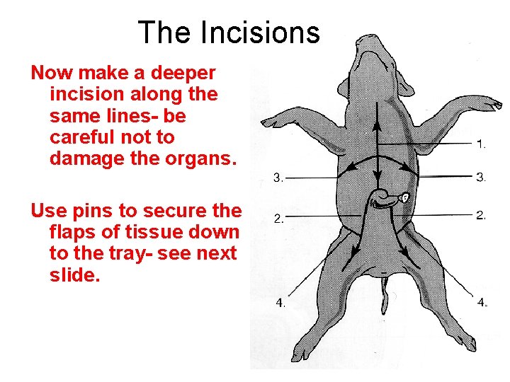 The Incisions Now make a deeper incision along the same lines- be careful not