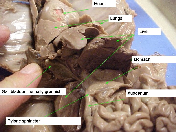 Heart Lungs Liver stomach Gall bladder…usually greenish Pyloric sphincter duodenum Heart Lungs Liver stomach Gall bladder…usually greenish Pyloric sphincter duodenum