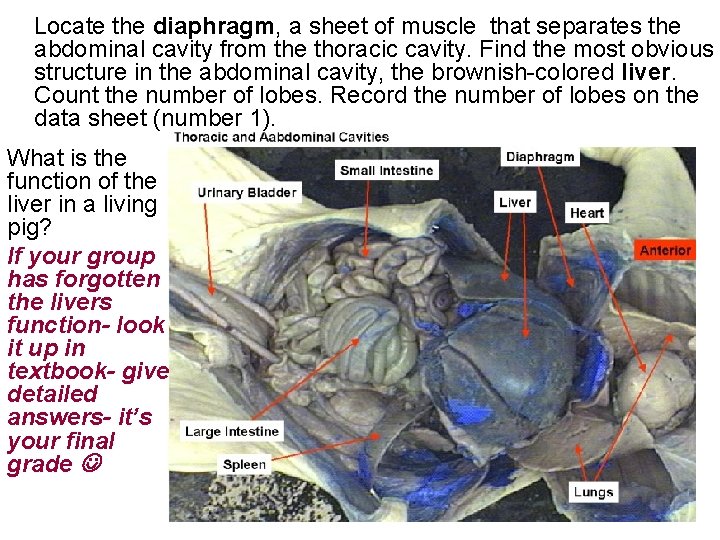  Locate the diaphragm, a sheet of muscle that separates the abdominal cavity from