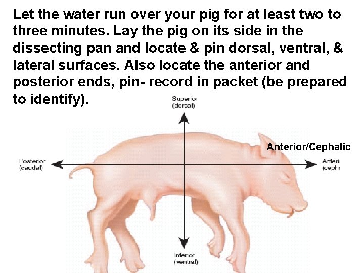 Let the water run over your pig for at least two to three minutes.