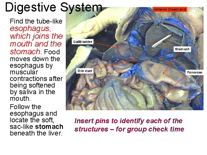 Digestive System Find the tube-like esophagus, which joins the mouth and the stomach. Food