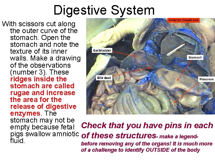 Digestive System With scissors cut along the outer curve of the stomach. Open the