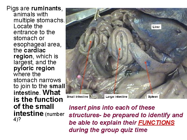 Pigs are ruminants, animals with multiple stomachs. Locate the entrance to the stomach or