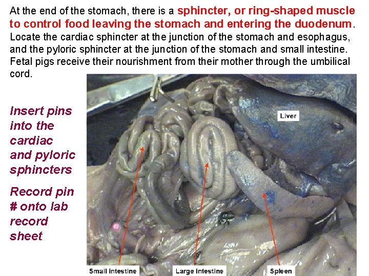 At the end of the stomach, there is a sphincter, or ring-shaped muscle to