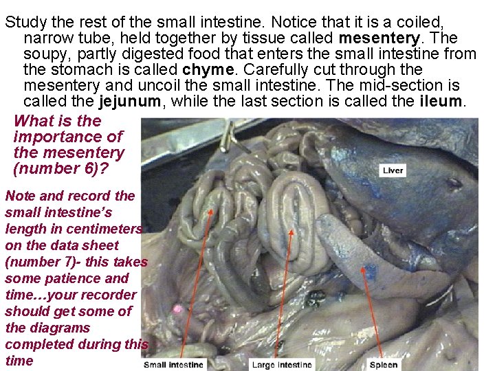 Study the rest of the small intestine. Notice that it is a coiled, narrow
