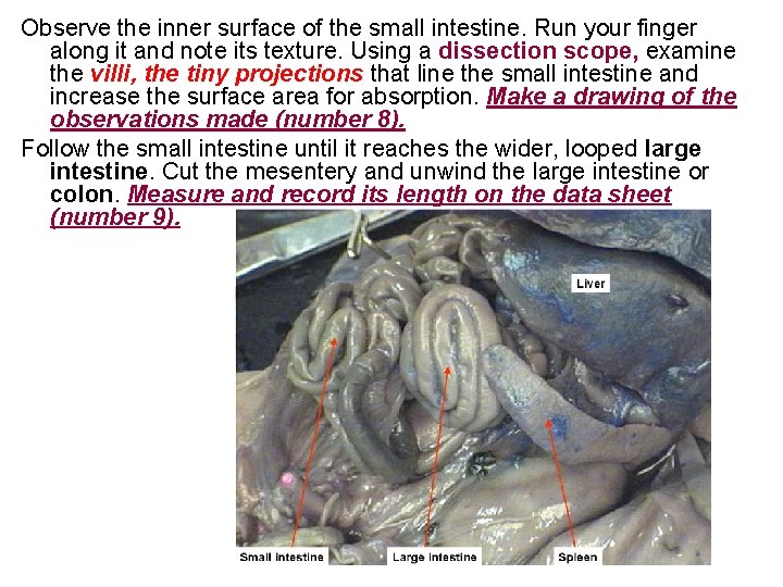 Observe the inner surface of the small intestine. Run your finger along it and