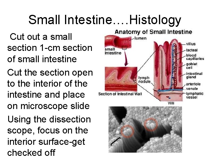 Small Intestine…. Histology Cut out a small section 1 -cm section of small intestine Small Intestine…. Histology Cut out a small section 1 -cm section of small intestine