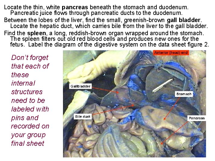 Locate thin, white pancreas beneath the stomach and duodenum. Pancreatic juice flows through Locate thin, white pancreas beneath the stomach and duodenum. Pancreatic juice flows through
