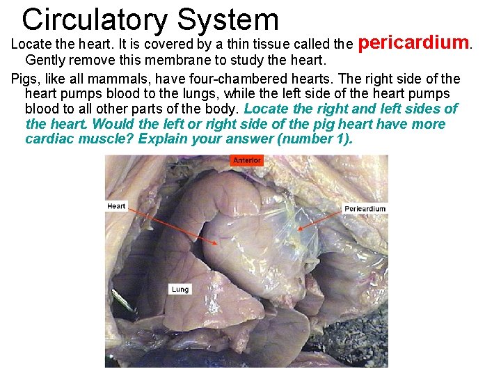 Circulatory System Locate the heart. It is covered by a thin tissue called the Circulatory System Locate the heart. It is covered by a thin tissue called the