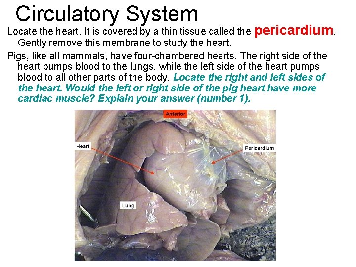 Circulatory System Locate the heart. It is covered by a thin tissue called the