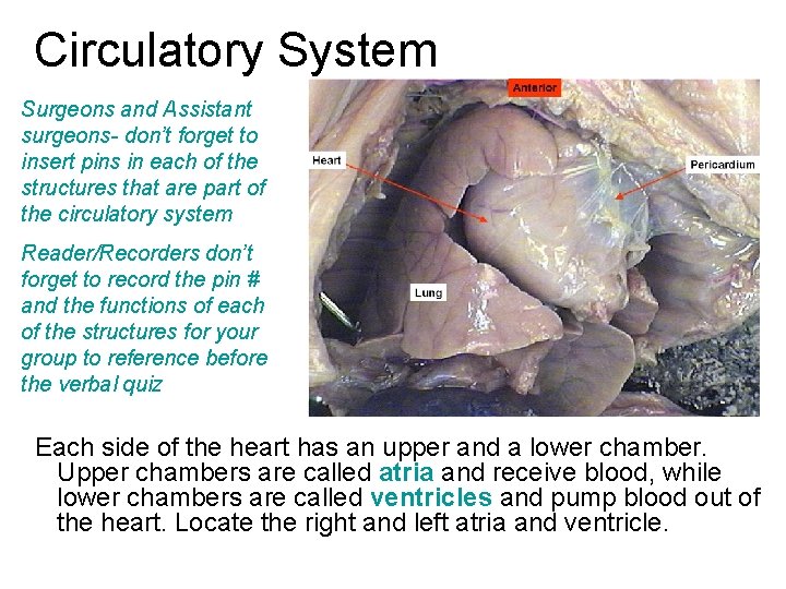 Circulatory System Surgeons and Assistant surgeons- don’t forget to insert pins in each of