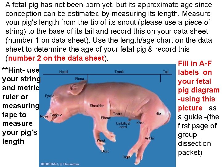 A fetal pig has not been born yet, but its approximate age since conception