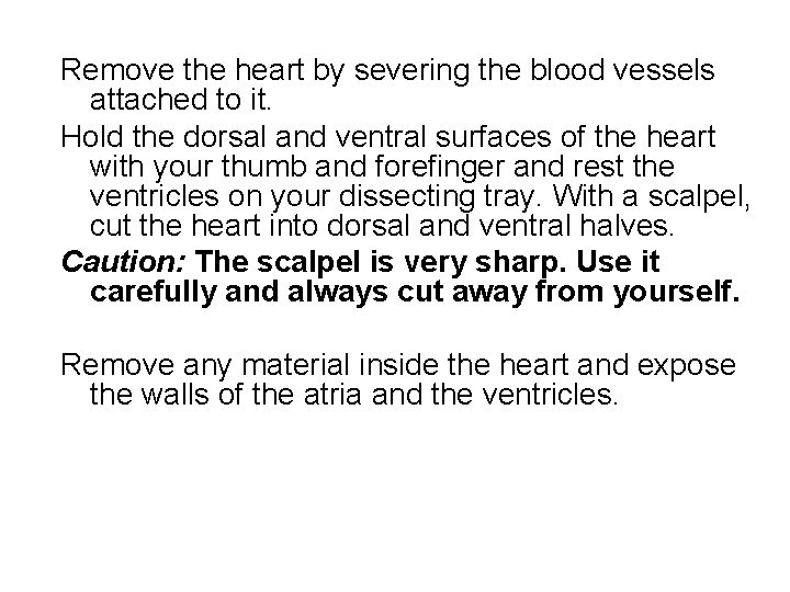 Remove the heart by severing the blood vessels attached to it. Hold the dorsal Remove the heart by severing the blood vessels attached to it. Hold the dorsal