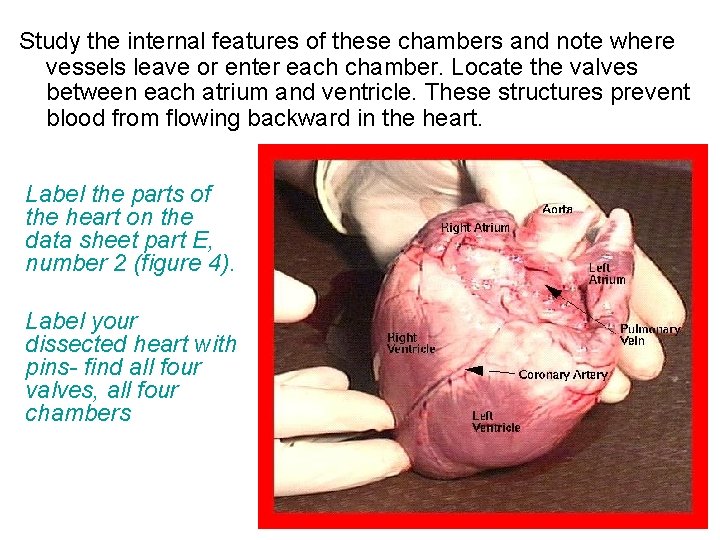 Study the internal features of these chambers and note where vessels leave or enter Study the internal features of these chambers and note where vessels leave or enter