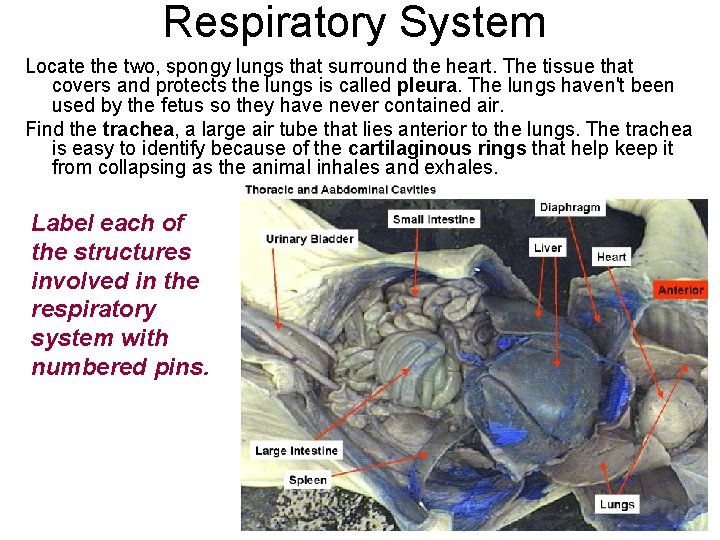 Respiratory System Locate the two, spongy lungs that surround the heart. The tissue that Respiratory System Locate the two, spongy lungs that surround the heart. The tissue that
