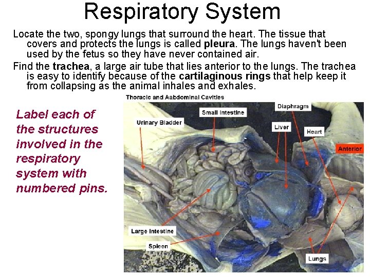 Respiratory System Locate the two, spongy lungs that surround the heart. The tissue that