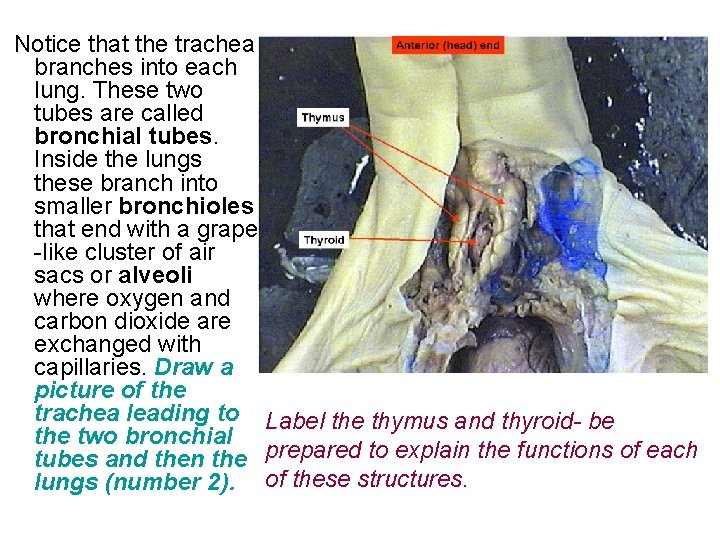  Notice that the trachea branches into each lung. These two tubes are called