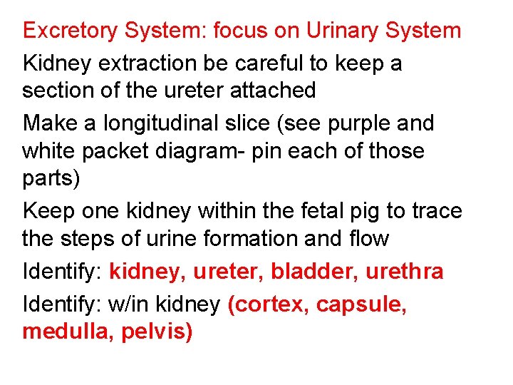 Excretory System: focus on Urinary System Kidney extraction be careful to keep a section