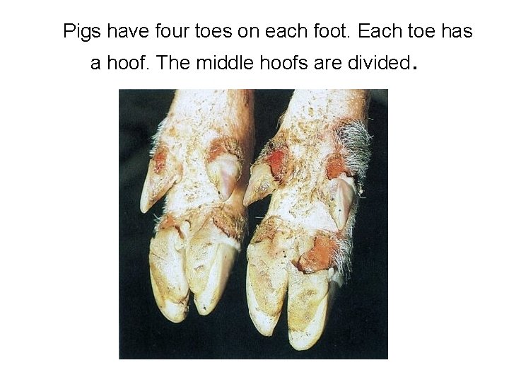 Pigs have four toes on each foot. Each toe has a hoof. The Pigs have four toes on each foot. Each toe has a hoof. The