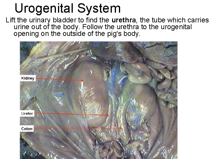 Urogenital System Lift the urinary bladder to find the urethra, the tube which carries Urogenital System Lift the urinary bladder to find the urethra, the tube which carries