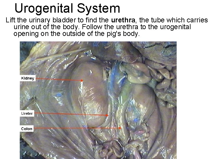 Urogenital System Lift the urinary bladder to find the urethra, the tube which carries