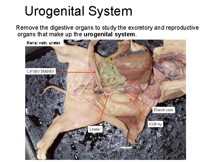 Urogenital System Remove the digestive organs to study the excretory and reproductive organs that