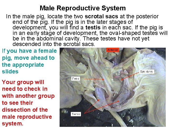 Male Reproductive System In the male pig, locate the two scrotal sacs at the