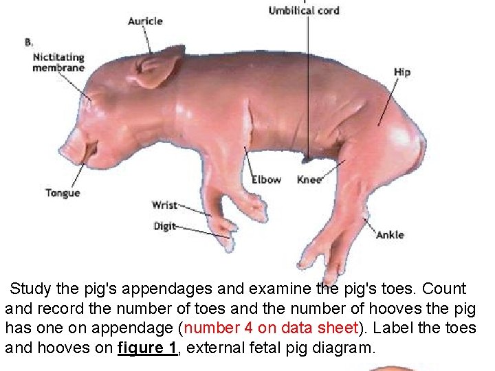 Study the pig's appendages and examine the pig's toes. Count and record the Study the pig's appendages and examine the pig's toes. Count and record the