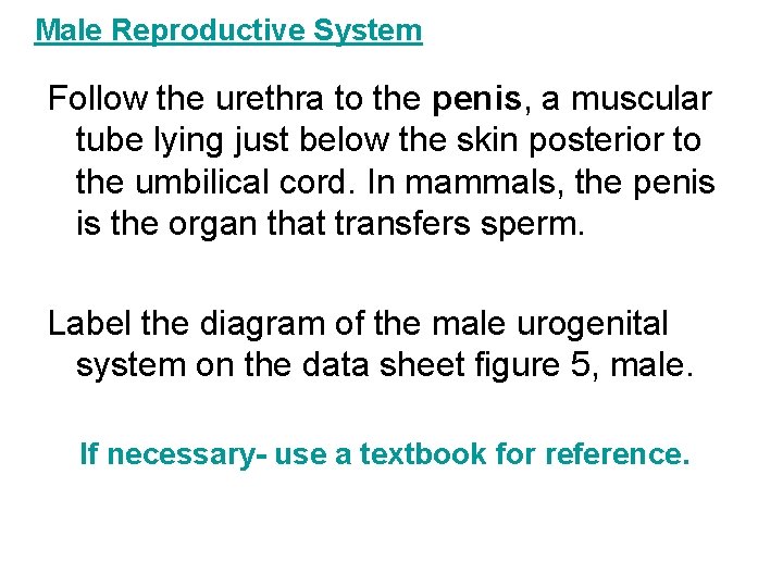 Male Reproductive System Follow the urethra to the penis, a muscular tube lying just