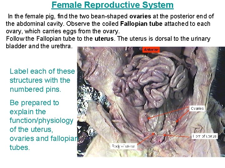 Female Reproductive System In the female pig, find the two bean-shaped ovaries at the