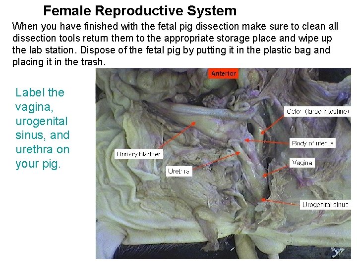 Female Reproductive System When you have finished with the fetal pig dissection make sure