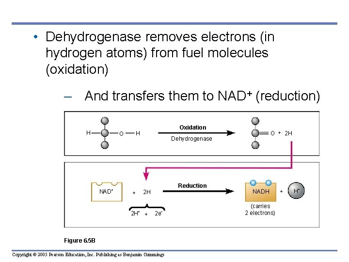  • Dehydrogenase removes electrons (in hydrogen atoms) from fuel molecules (oxidation) – And