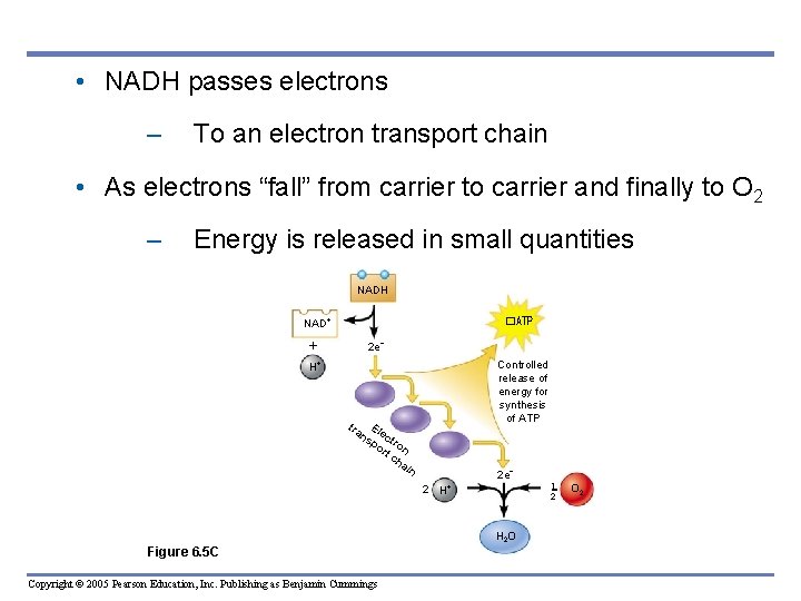  • NADH passes electrons – To an electron transport chain • As electrons