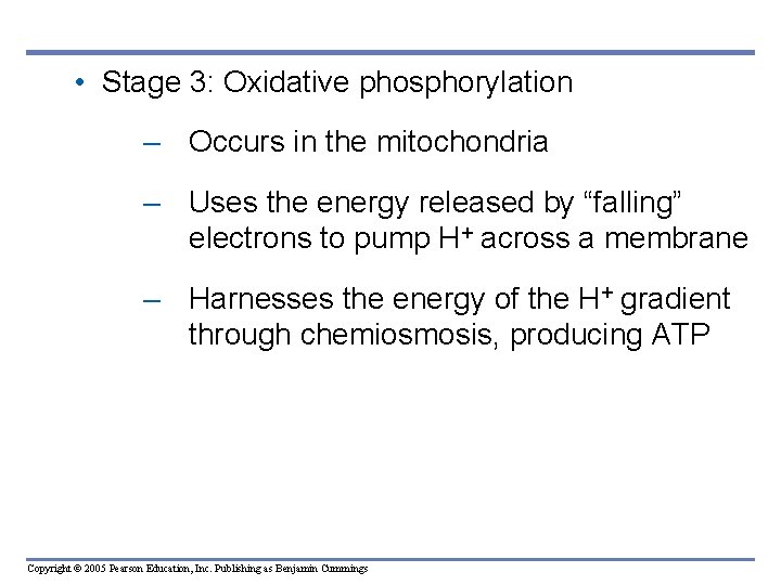  • Stage 3: Oxidative phosphorylation – Occurs in the mitochondria – Uses the