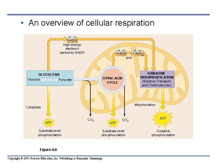  • An overview of cellular respiration NADH High-energy electrons carried by NADH FADH