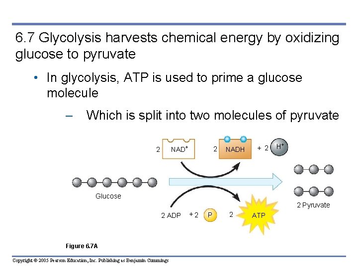 6. 7 Glycolysis harvests chemical energy by oxidizing glucose to pyruvate • In glycolysis,