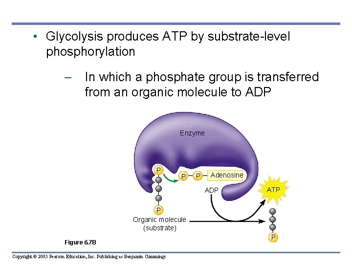  • Glycolysis produces ATP by substrate-level phosphorylation – In which a phosphate group