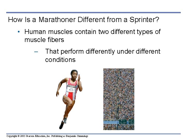 How Is a Marathoner Different from a Sprinter? • Human muscles contain two different