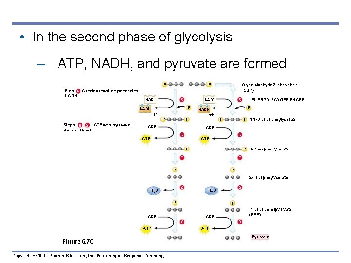 • In the second phase of glycolysis – ATP, NADH, and pyruvate are