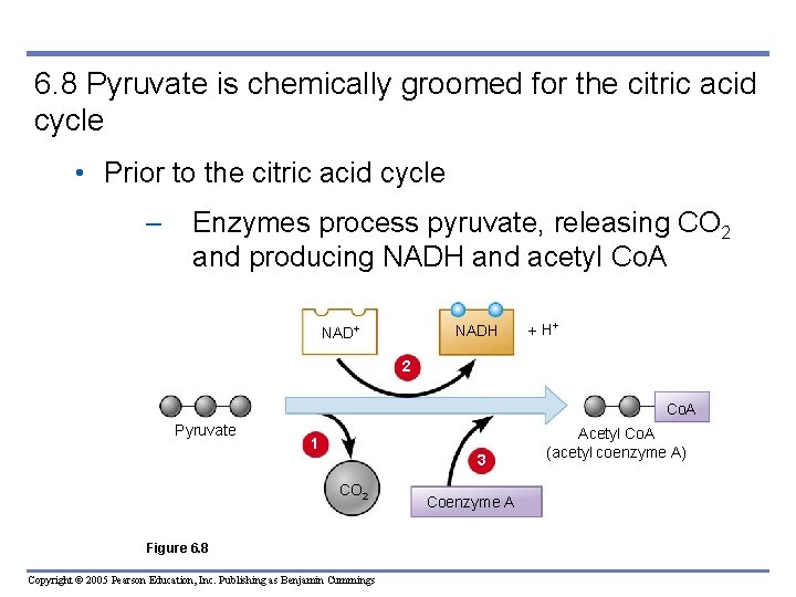6. 8 Pyruvate is chemically groomed for the citric acid cycle • Prior to