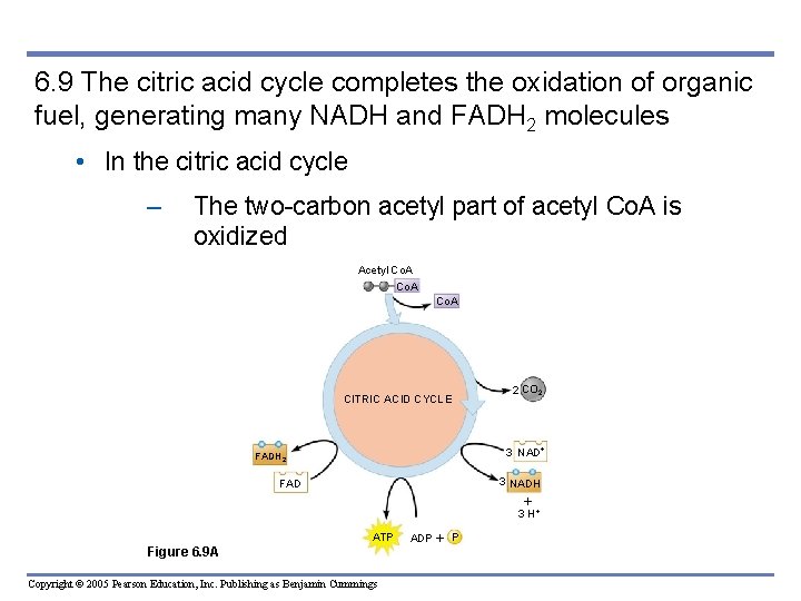 6. 9 The citric acid cycle completes the oxidation of organic fuel, generating many