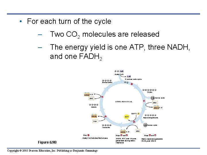  • For each turn of the cycle – Two CO 2 molecules are