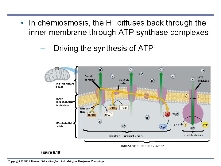  • In chemiosmosis, the H+ diffuses back through the inner membrane through ATP