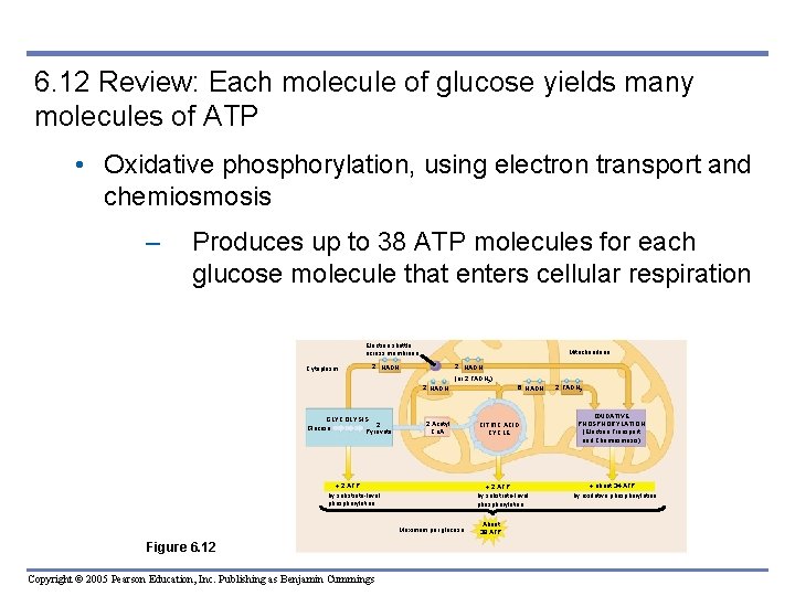 6. 12 Review: Each molecule of glucose yields many molecules of ATP • Oxidative