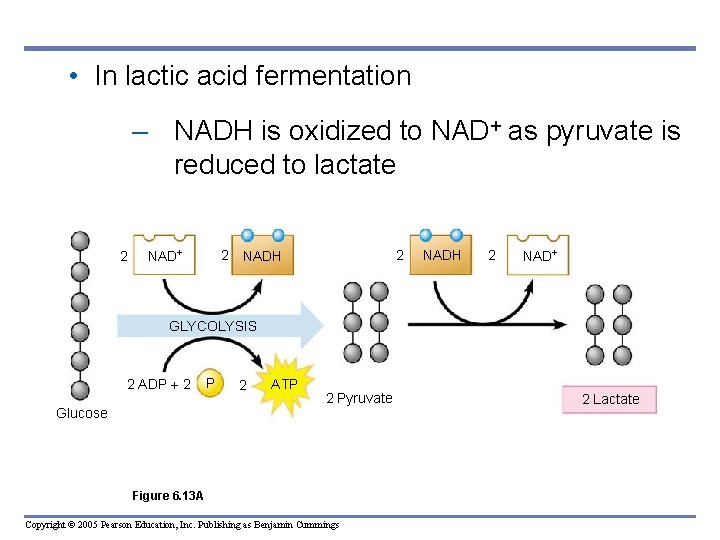  • In lactic acid fermentation – NADH is oxidized to NAD+ as pyruvate