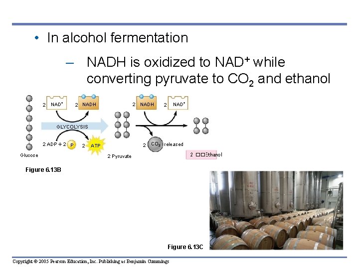  • In alcohol fermentation – NADH is oxidized to NAD+ while converting pyruvate