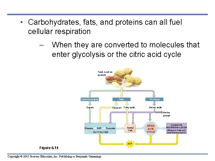  • Carbohydrates, fats, and proteins can all fuel cellular respiration – When they