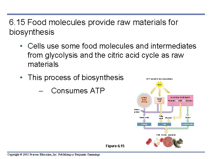 6. 15 Food molecules provide raw materials for biosynthesis • Cells use some food